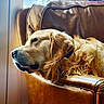 Ulysse participe au concours pour gagner de l'argent avec cette photo : dog, golden_retriever, pet, animal, lying_down, lounging, leather_chair, armchair, indoor, window, natural_light, golden_fur, floppy_ears, portrait, close_up, relaxed, sleepy, cozy, home, photography