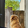 Ulysse a rejoint le concours — aidez-le/la à gagner de superbes lots ! dog, golden_dog, fluffy, long_hair, back_view, sitting, outdoors, doorway, fence, wooden_fence, wood, garden, trees, greenery, blue_sky, sunlight, house, home, rustic, pet
