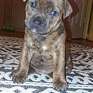 Alabama is registered to the contest to win money with this photo: animal, blue_eyes, brindle, canine, companion, cute, dog, domestic, door, floor, fur, indoor, patterned_rug, pet, puppy, rug, sitting, small_dog, wooden_wall, young_dog