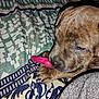 Alabama is registered to the contest to win money with this photo: animal, blanket, brindle, chewing, close_up, colorful, cozy, cute, dog, domestic, fabric, fur, indoor, pattern, paw, pet, puppy, resting, toy, young_animal