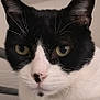 Berlioz participe au concours pour gagner de l'argent avec cette photo : cat, black_and_white, close_up, pet, animal, feline, whiskers, ears, eyes, nose, face, fur, indoor, portrait, cute, looking, focused, domestic_cat, soft_light, closeup