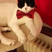 Berlioz a rejoint le concours — aidez-le/la à gagner de superbes lots ! cat, black_and_white, bow_tie, pet, indoor, feline, relaxed, cat_perch, radiator, cozy, animal, cute, resting, fur, whiskers, paw, domestic, mammal, companion_animal, red_background