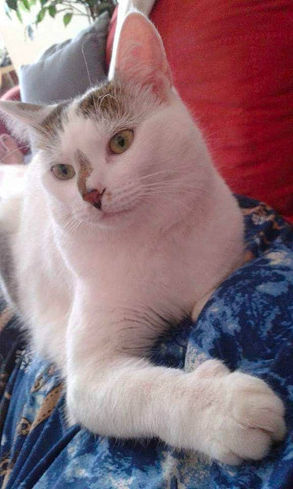 Hava a rejoint le concours — aidez-le/la à gagner de superbes lots ! carnivore, cat, cat_supply, comfort, domestic_short_haired_cat, felidae, fur, paw, pet_supply, small_to_medium_sized_cats, snout, tail, whiskers, window