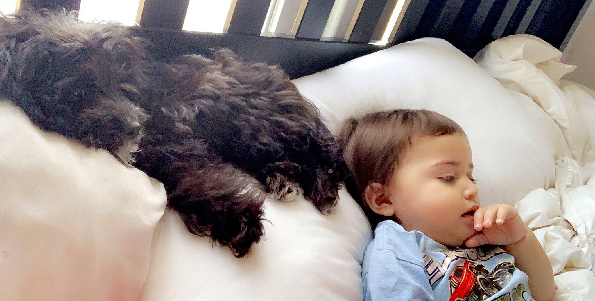 Ezekiel is registered to the contest to win money with this photo: child, dog_like_mammal, ear, fur, girl, person, product