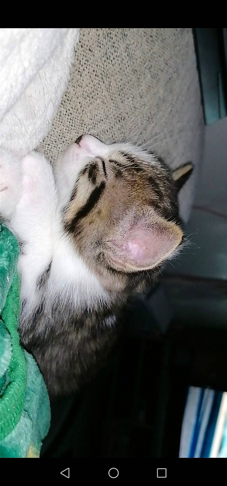 Brutus a rejoint le concours — aidez-le/la à gagner de superbes lots ! carnivore, claw, comfort, domestic_short_haired_cat, eye, felidae, foot, fur, nap, paw, sleep, small_to_medium_sized_cats, snout, tail, terrestrial_animal, whiskers, wildlife