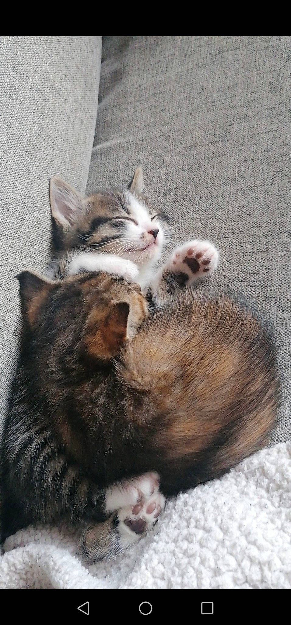 Brutus a rejoint le concours — aidez-le/la à gagner de superbes lots ! carnivore, cat, claw, comfort, domestic_short_haired_cat, fawn, felidae, fur, grass, grey, nap, paw, small_to_medium_sized_cats, snout, tail, terrestrial_animal, whiskers