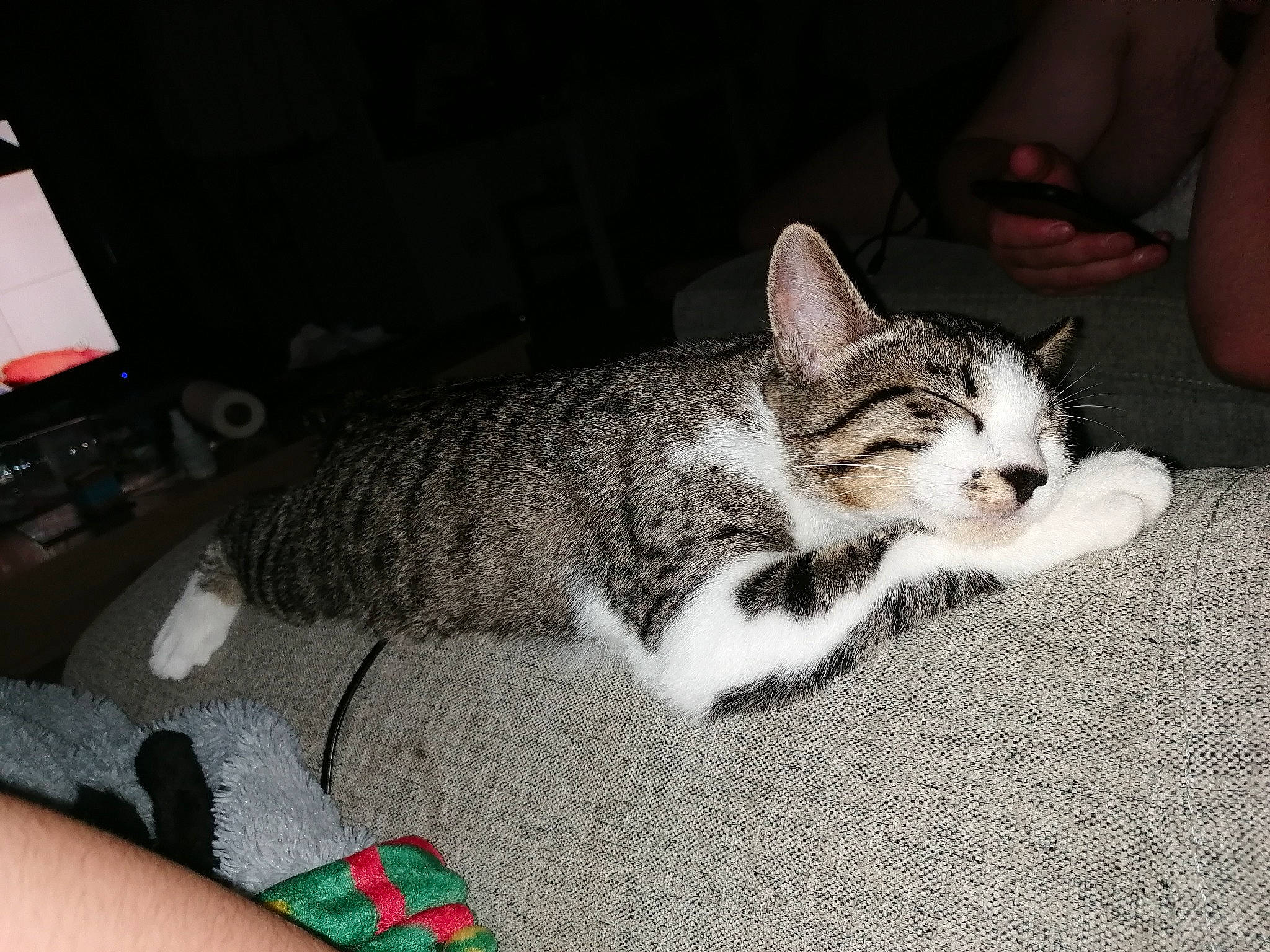 Brutus participe au concours pour gagner de l'argent avec cette photo : carnivore, cat, claw, comfort, domestic_short_haired_cat, felidae, foot, fur, human_leg, nail, nap, paw, sitting, sleep, small_to_medium_sized_cats, snout, tail, terrestrial_animal, whiskers