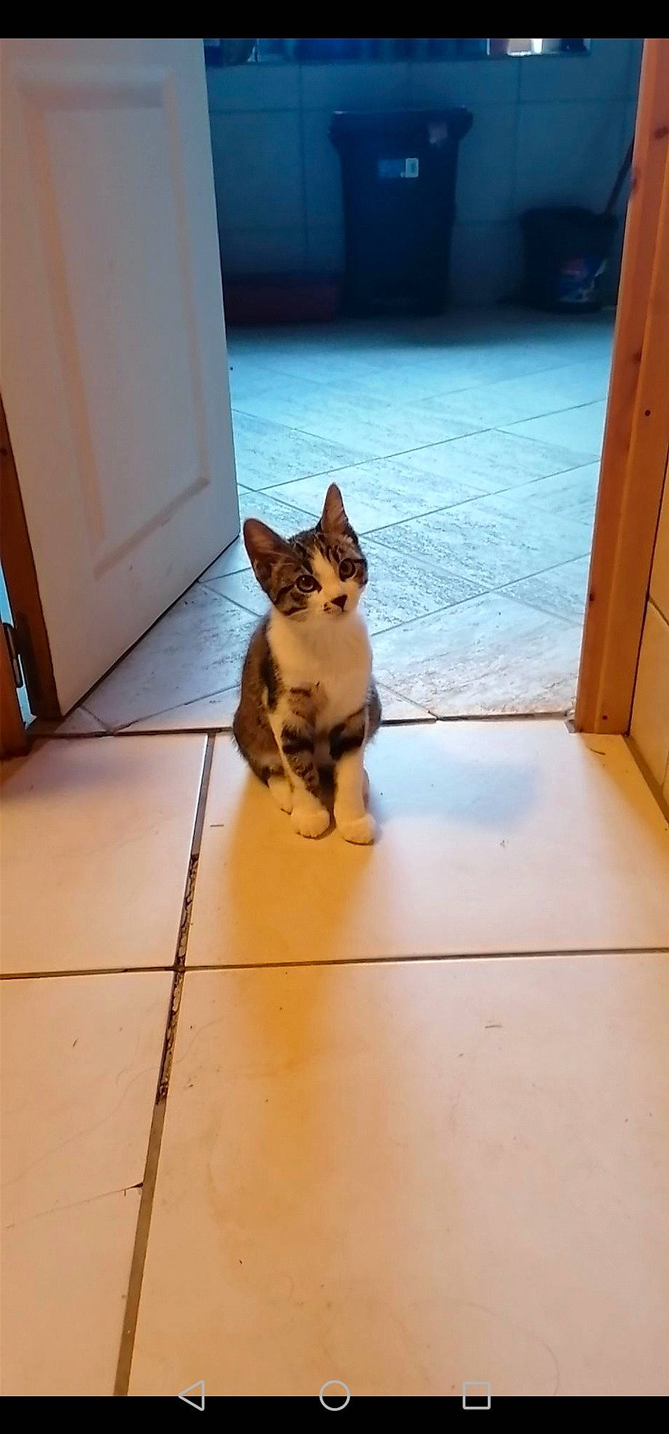 Brutus participe au concours pour gagner de l'argent avec cette photo : carnivore, cat, companion_dog, dog_breed, door, fawn, felidae, floor, flooring, hardwood, human_leg, laminate_flooring, mammal, road_surface, small_to_medium_sized_cats, snout, tail, tints_and_shades, whiskers, wood