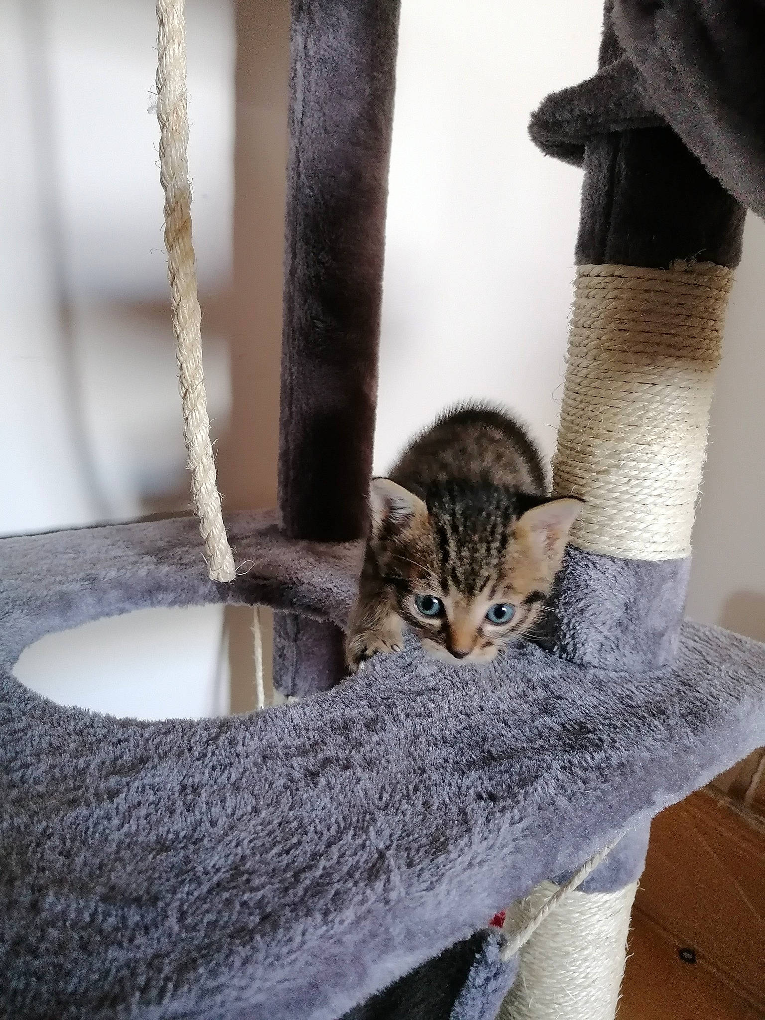 Flash a rejoint le concours — aidez-le/la à gagner de superbes lots ! carnivore, cat, domestic_short_haired_cat, fawn, felidae, fur, grey, plant, sitting, small_to_medium_sized_cats, snout, sock, tail, terrestrial_animal, tree, trunk, twig, whiskers, wildlife, wood