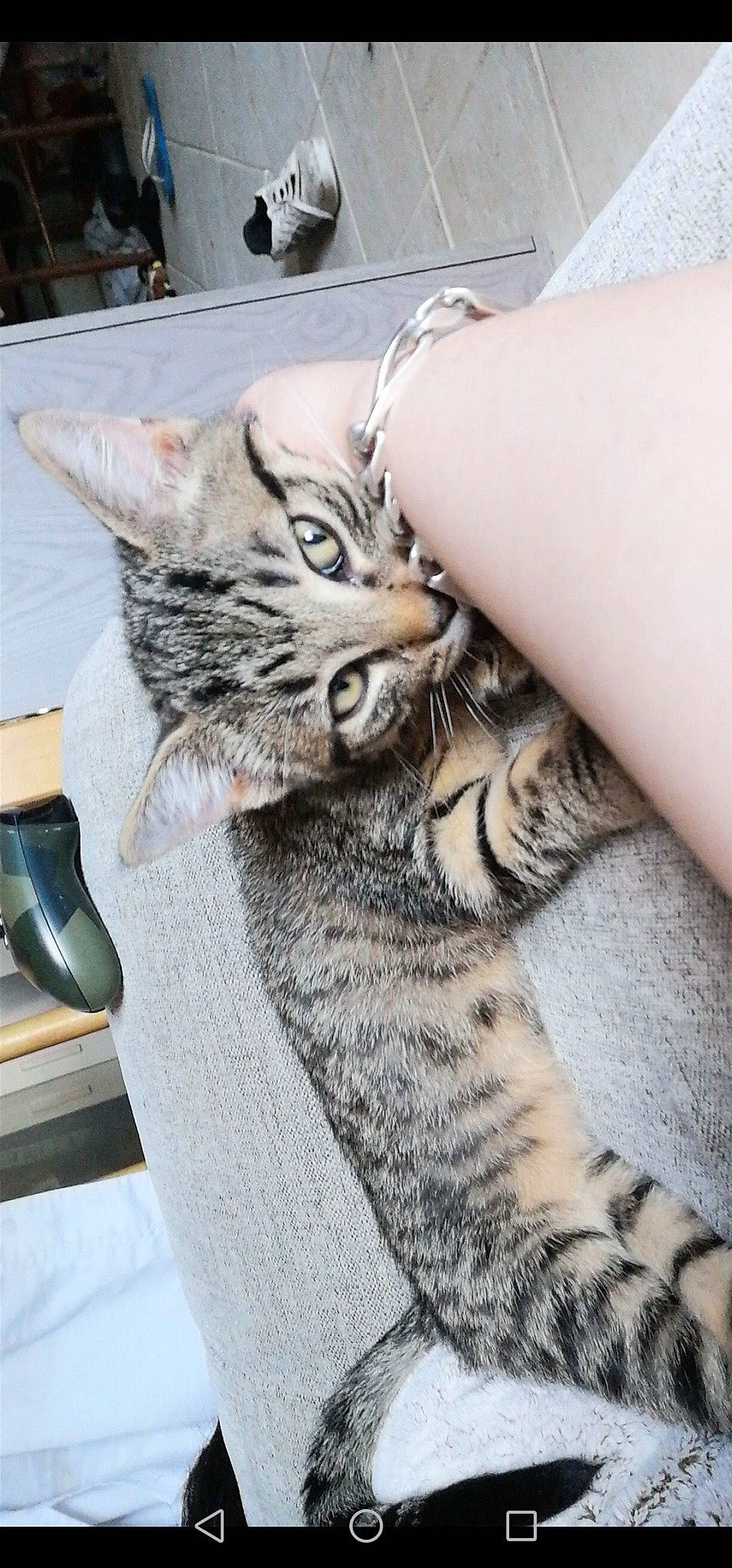 Flash a rejoint le concours — aidez-le/la à gagner de superbes lots ! carnivore, cat, claw, comfort, domestic_short_haired_cat, eye, felidae, foot, fur, nail, paw, small_to_medium_sized_cats, snout, tail, terrestrial_animal, whiskers, window