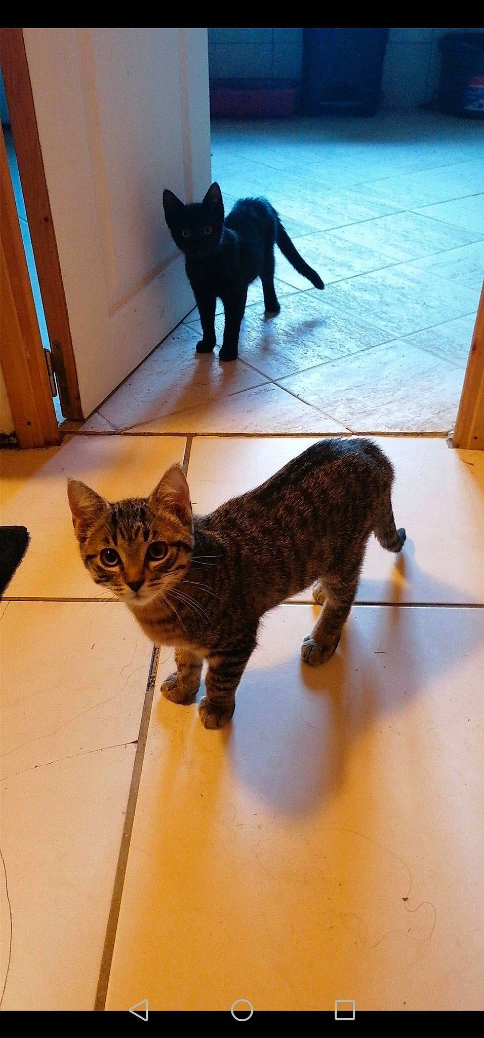 Flash participe au concours pour gagner de l'argent avec cette photo : black_cat, carnivore, cat, claw, dog_breed, domestic_short_haired_cat, fawn, felidae, floor, flooring, fur, hardwood, paw, pet_supply, small_to_medium_sized_cats, snout, tail, terrestrial_animal, whiskers, wood