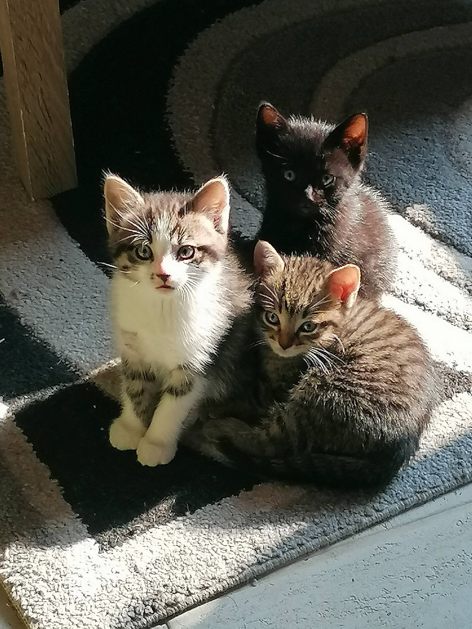 Flash a rejoint le concours — aidez-le/la à gagner de superbes lots ! carnivore, cat, claw, comfort, domestic_short_haired_cat, eye, felidae, fur, grey, leg, paw, photo_caption, road_surface, sitting, small_to_medium_sized_cats, snout, tail, tree, whiskers, window