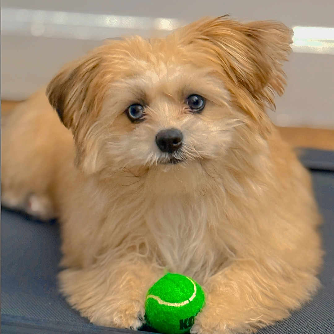 Hachi joined the competition — help win amazing prizes! animal, ball, canine, cream, dessert, dog, food, goldenretriever, hardwood, icing, pet, poodle, puppy, sphere, sport, tennis, tennisball, terrier, whitedog, wood