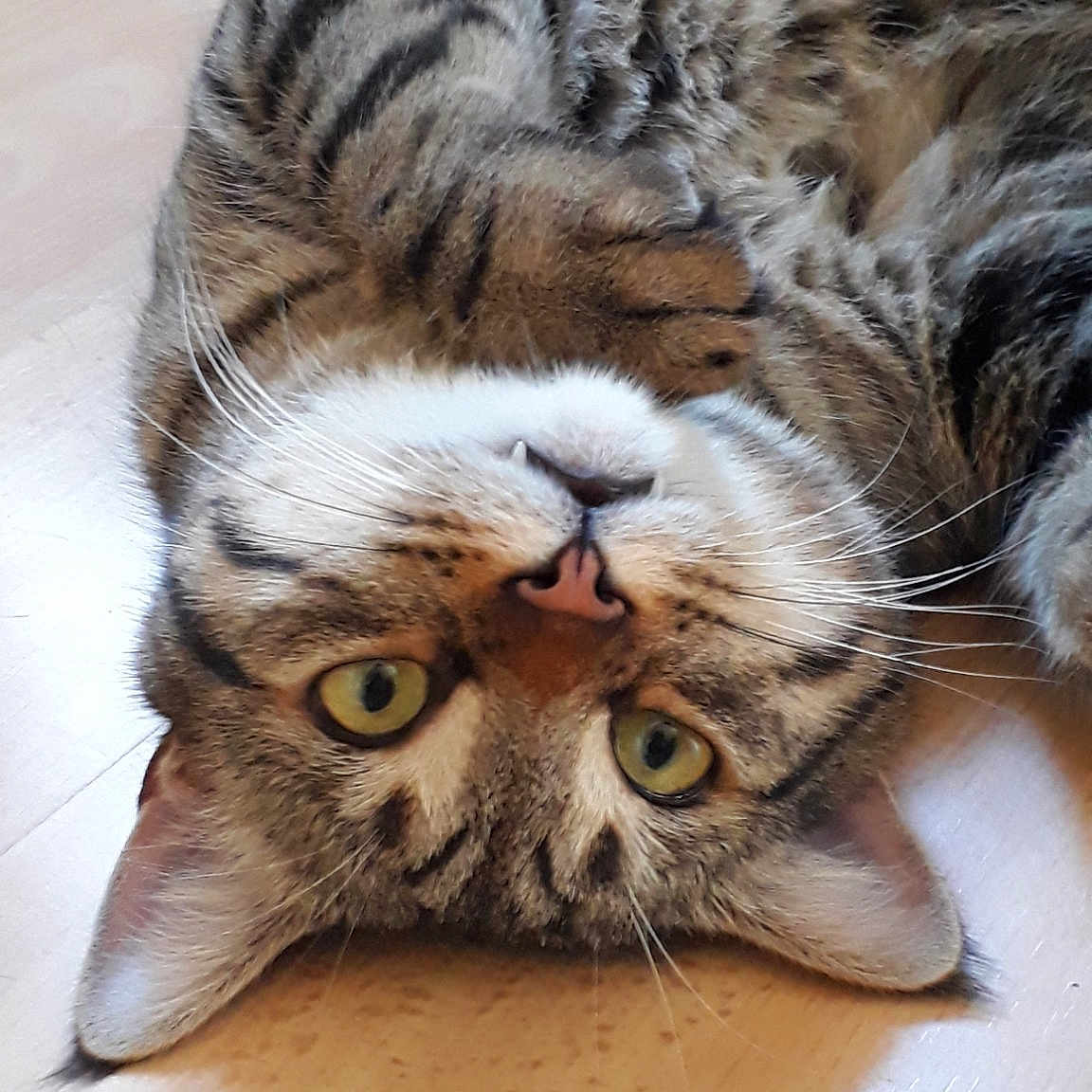 Zuma a rejoint le concours — aidez-le/la à gagner de superbes lots ! american_shorthair, carnivoran, cat, cat_like_mammal, claw, domestic_short_haired_cat, dragon_li, european_shorthair, fauna, fur, kitten, pixie_bob, small_to_medium_sized_cats, snout, tabby_cat, whiskers