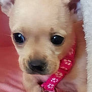Lily is registered to the contest to win money with this photo: puppy, dog, pet, cute, collar, pink, paw_prints, close_up, soft, cozy, indoor, young, small, animal, fur, face, looking, adorable, expression, sweet