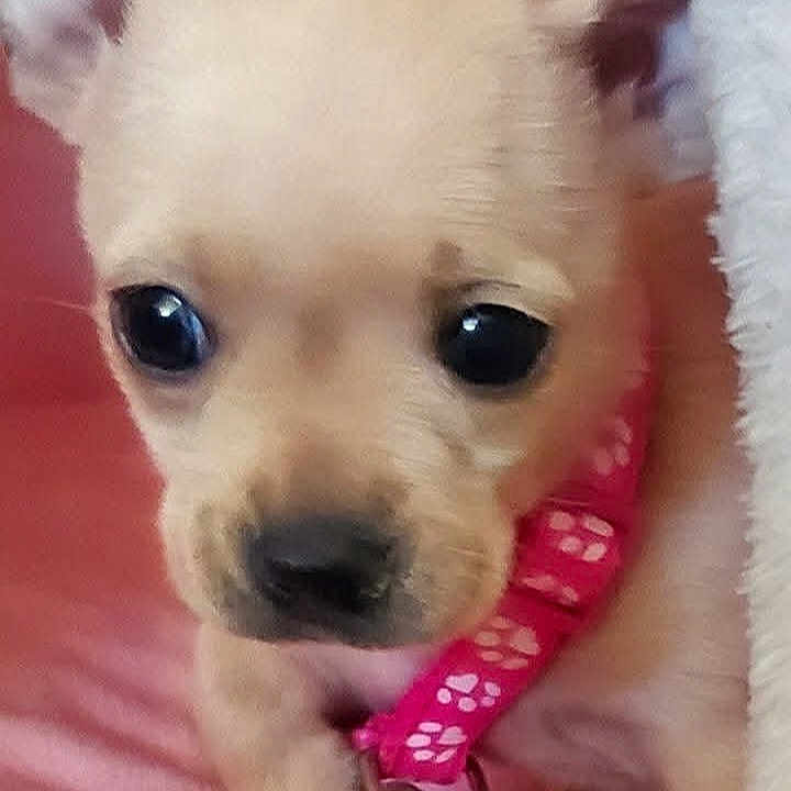 Lily
