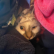 Cow joined the competition — help win amazing prizes! cat, animal, pet, clothing, towel, fabric, cozy, curious, indoor, face, eyes, fur, texture, soft, pile, colorful, hidden, snug, resting, closeup