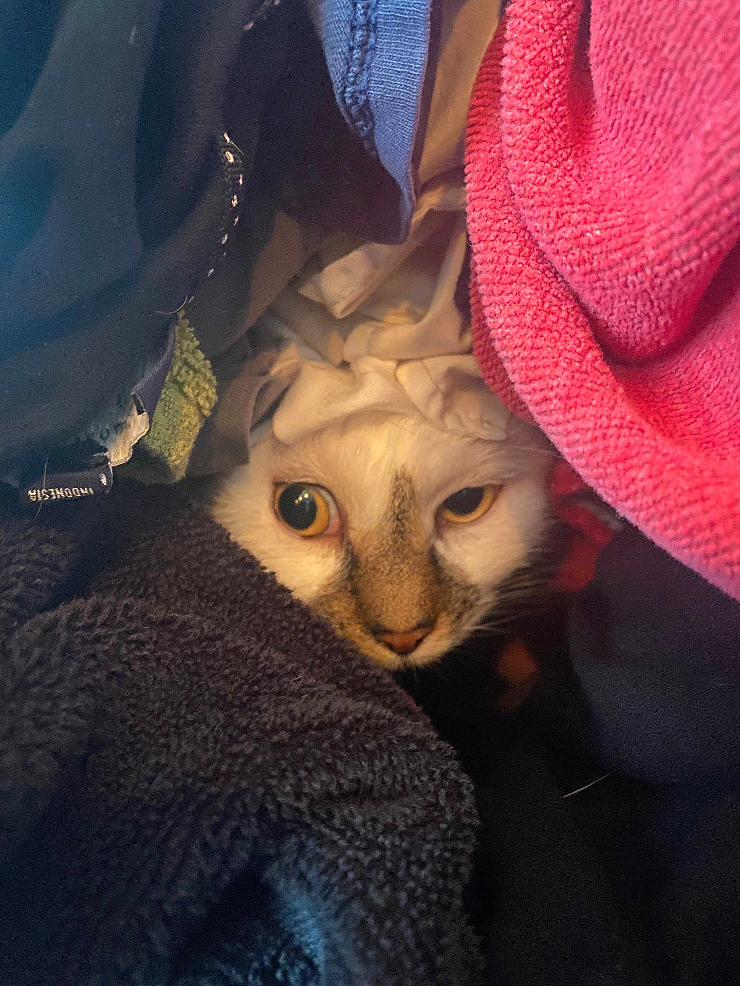 Cow joined the competition — help win amazing prizes! cat, animal, pet, clothing, towel, fabric, cozy, curious, indoor, face, eyes, fur, texture, soft, pile, colorful, hidden, snug, resting, closeup