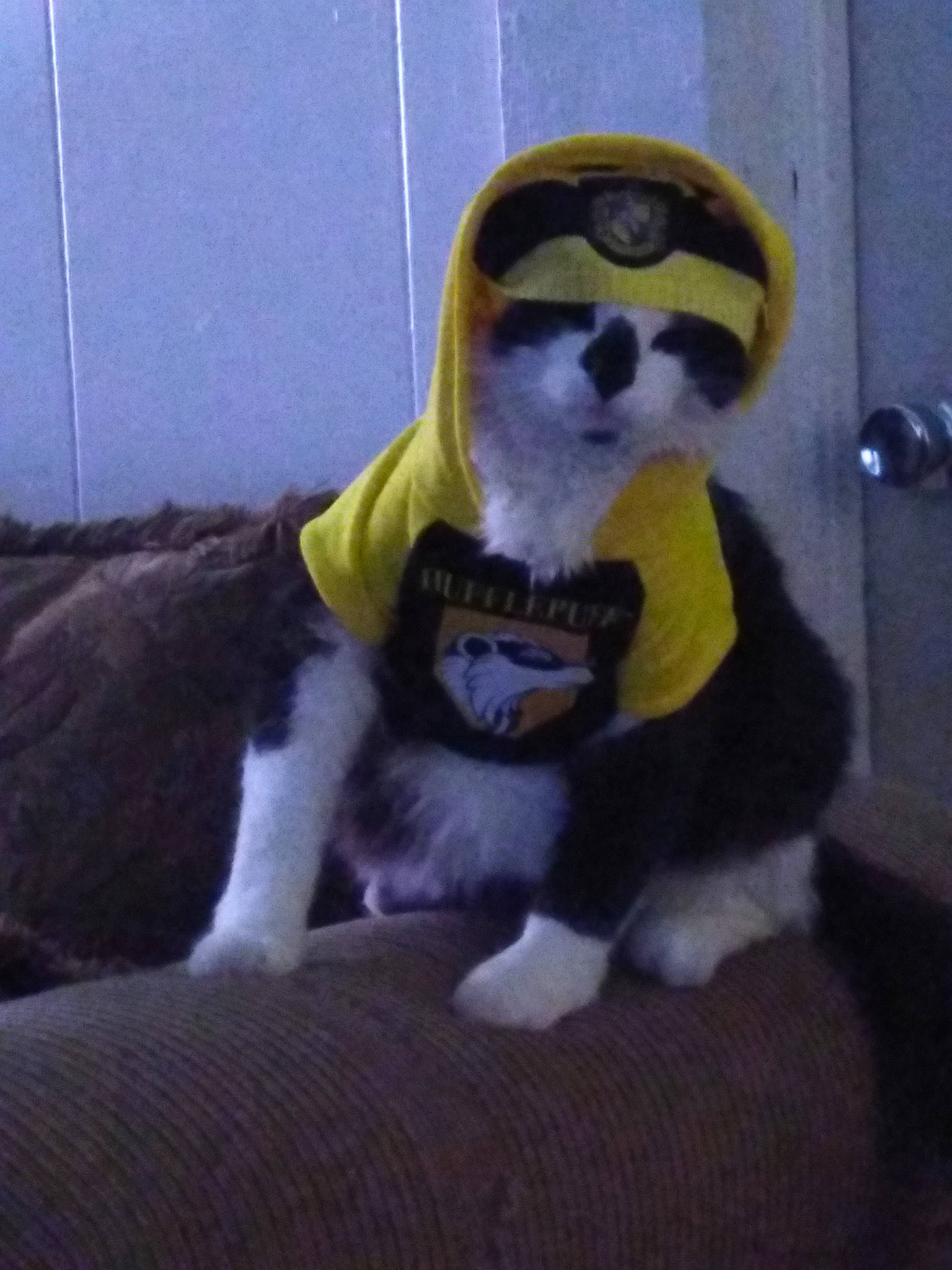 Fluff Daddy is registered to the contest to win money with this photo: action_figure, animal_figure, art, audio_equipment, beak, bird_of_prey, companion_dog, fictional_character, figurine, flightless_bird, fur, head, mascot, penguin, personal_protective_equipment, plush, stuffed_toy, tail, terrestrial_animal, toy