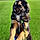 Bandi