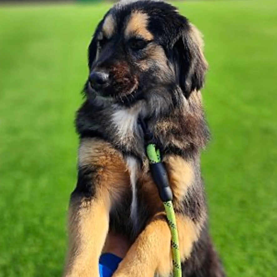 Bandi is registered to the contest to win money with this photo: animal, canine, closeup, collar, companion, cute, daylight, dog, domestic_animal, ears, friendly, fur, grass, leash, muzzle, nature, outdoor, paws, pet, playful