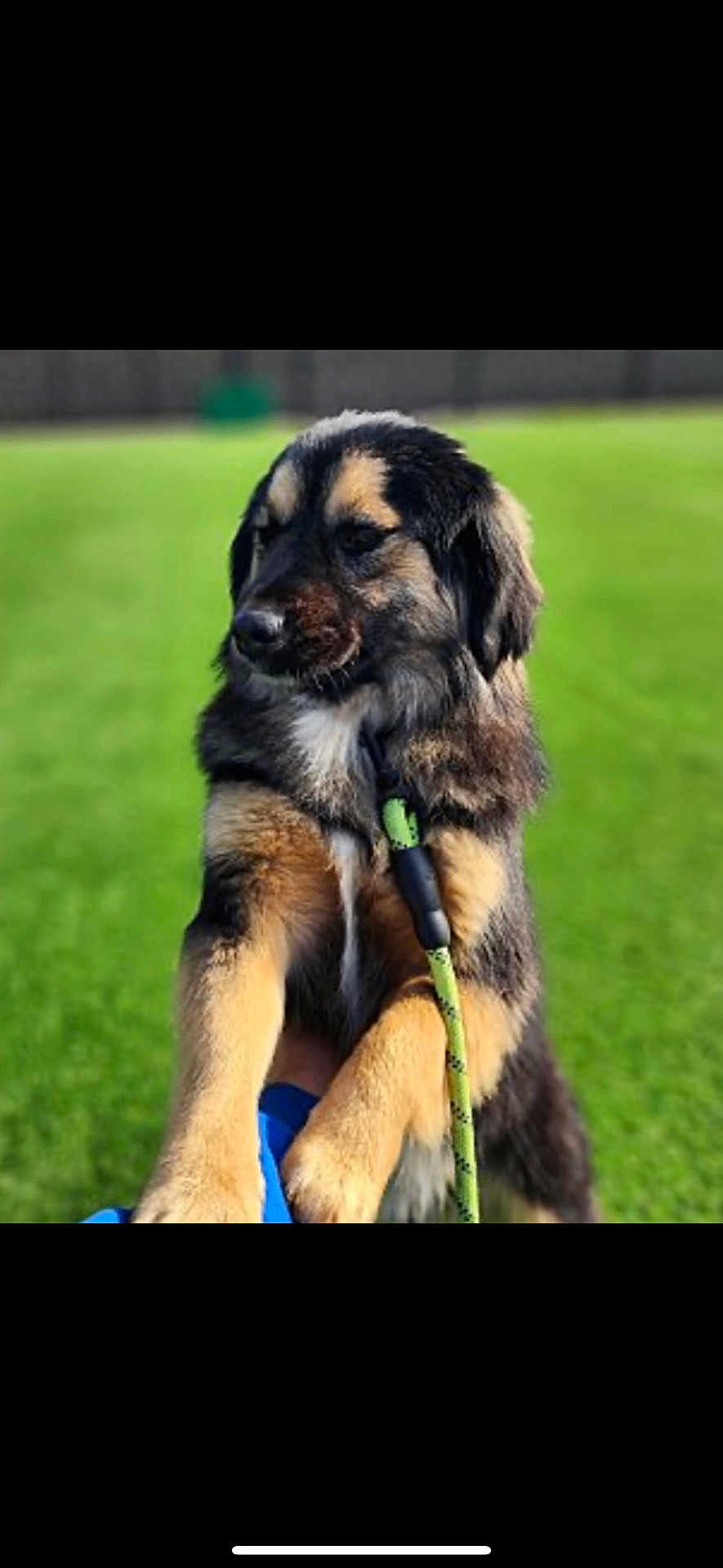 Bandi is registered to the contest to win money with this photo: dog, animal, pet, leash, grass, outdoor, fur, canine, muzzle, ears, paws, collar, playful, nature, daylight, domestic_animal, closeup, friendly, cute, companion
