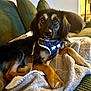 Bandi is registered to the contest to win money with this photo: dog, pet, blanket, couch, pillows, indoor, fur, brown, black, harness, anchor_pattern, relaxed, portrait, canine, domestic_animal, furniture, cozy, comfort, resting, living_room