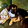 animal, bandana, blanket, canine, companion, couch, cute, dog, domestic_animal, ears, fur, green_couch, home, indoors, paw, pet, relaxed, resting, snout, tail