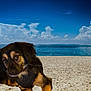dog, beach, sand, ocean, sky, clouds, harness, pet, outdoor, nature, water, animal, canine, relaxing, summer, daytime, mammal, scenic, vacation, serene