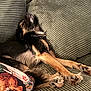 animal, black_and_tan, canine, closeup, comfort, couch, cozy, dog, domestic, fabric, fur, household, indoor, pet, pillow, pillows, relaxed, resting, sleeping, texture