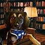 dog, leather_couch, library, bookshelf, lamp, warm_lighting, harness, bow_tie, indoors, wood_floor, furniture, pet, canine, brown, black, portrait, relaxed, cozy, home, decor