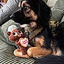 animal, black_fur, brown_fur, closeup, couch, cute, dog, fabric_texture, green_cushion, household, indoor, looking_away, pet_harness, plush_toy, relaxed, resting, side_view, soft_toy, stuffed_animal, toy