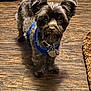 accessories, affenpinscher, animal, canine, clothing, collar, dog, footwear, hardwood, jewelry, leash, necklace, pet, poodle, puppy, shoe, strap, terrier, whitedog, wood