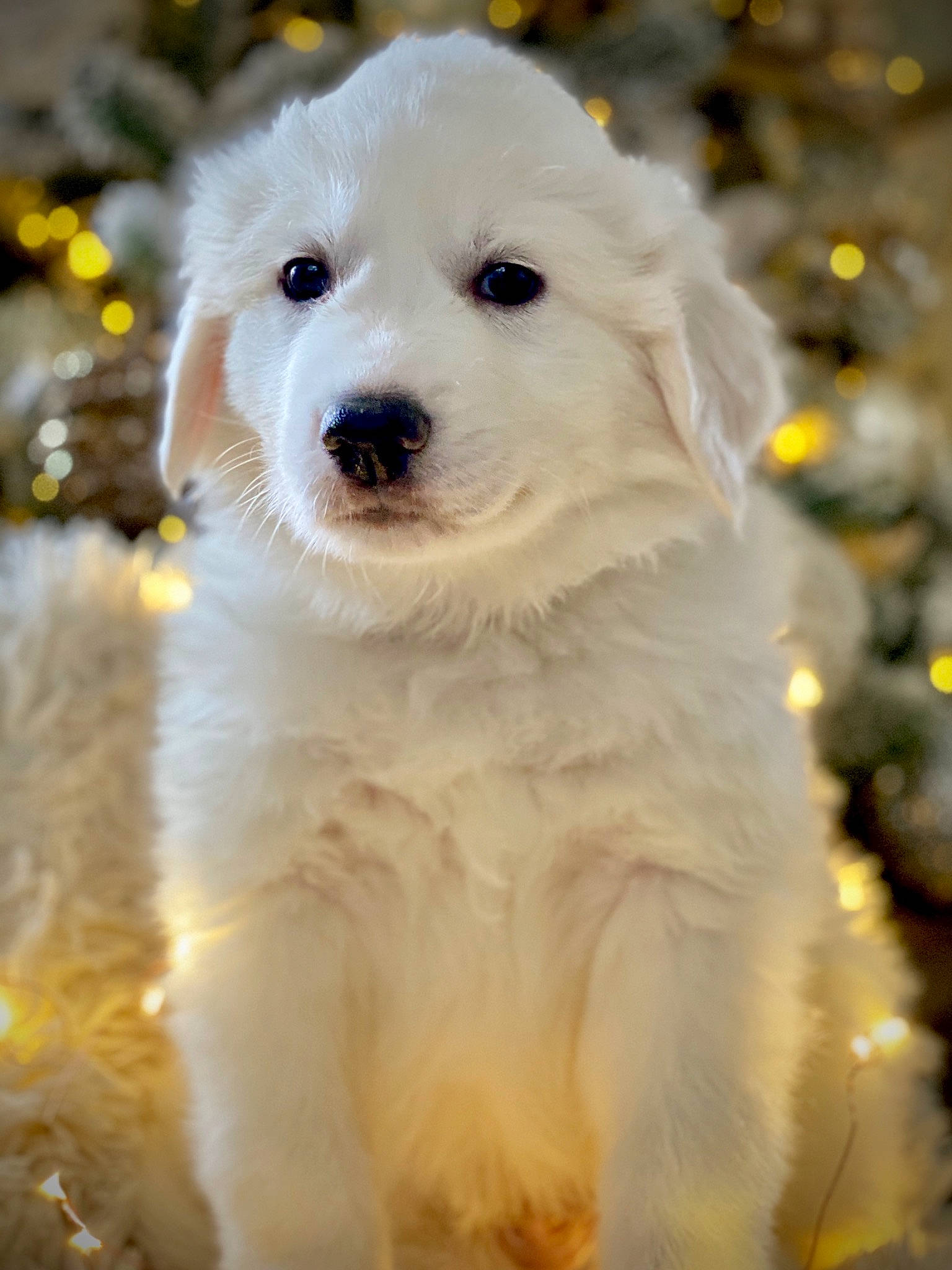 Barkley joined the competition — help win amazing prizes! canidae, carnivore, companion_dog, dog, dog_breed, fur, iris, non_sporting_group, puppy, snout, spitz, sporting_group, toy_dog, vertebrate, working_animal, working_dog, yellow