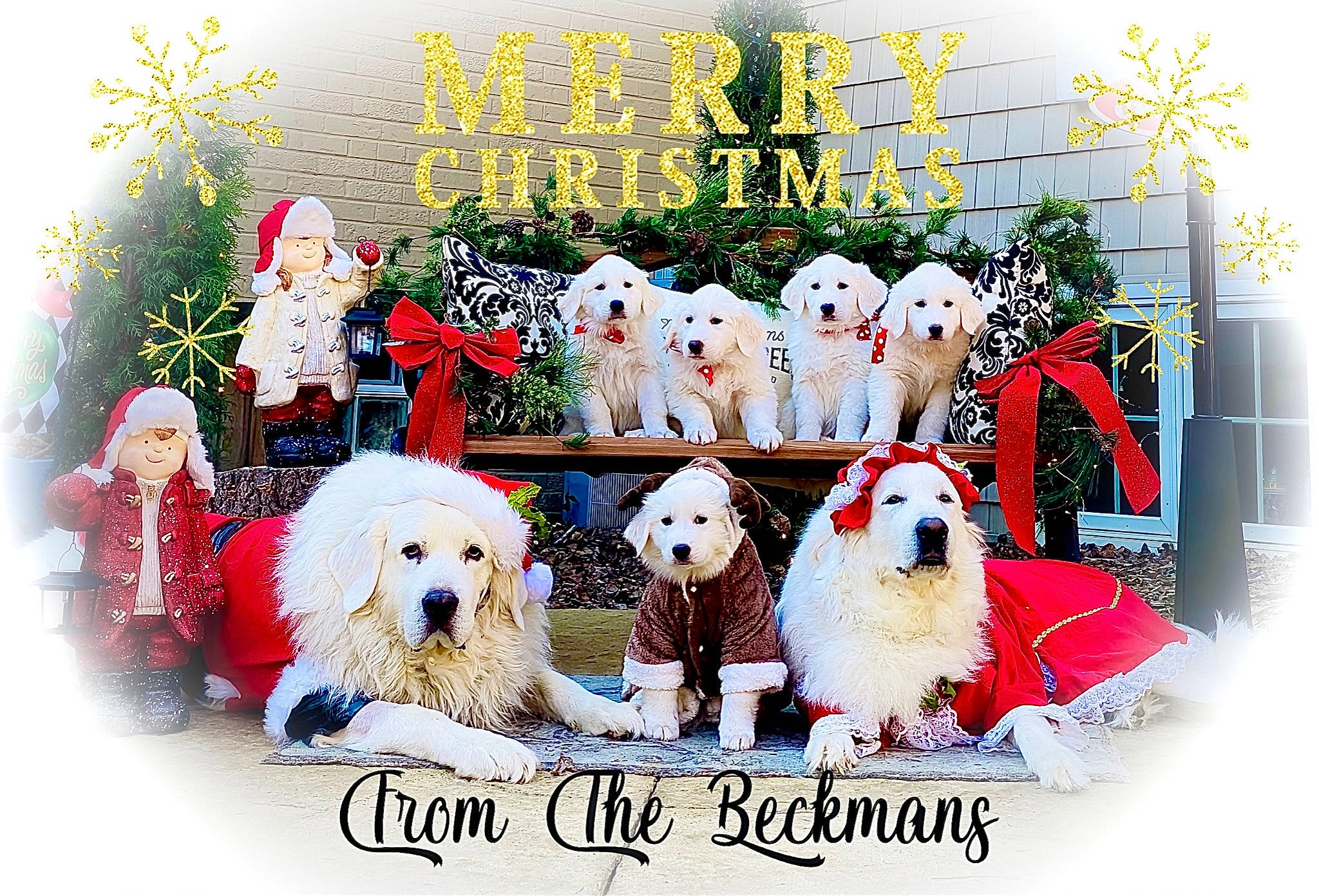 Barkley joined the competition — help win amazing prizes! canidae, carnivore, christmas, christmas_decoration, christmas_eve, companion_dog, dog, dog_breed, dog_supply, fictional_character, figurine, fur, holiday, non_sporting_group, pet_supply, santa_claus, sporting_group, toy, vertebrate, working_animal