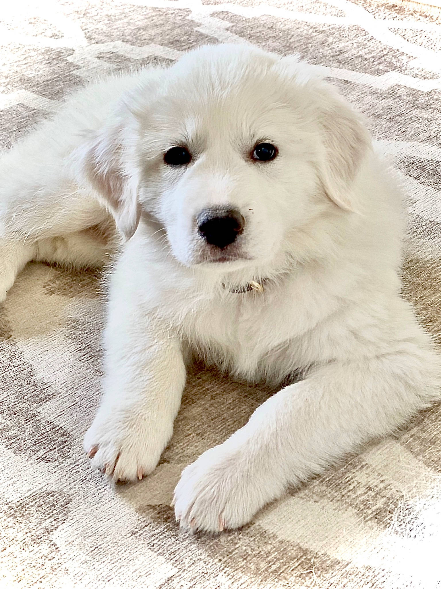 Barkley is registered to the contest to win money with this photo: ancient_dog_breeds, beige, canidae, carnivore, companion_dog, dog, dog_breed, fur, non_sporting_group, puppy, snout, spitz, sporting_group, toy_dog, volpino_italiano, working_animal, working_dog