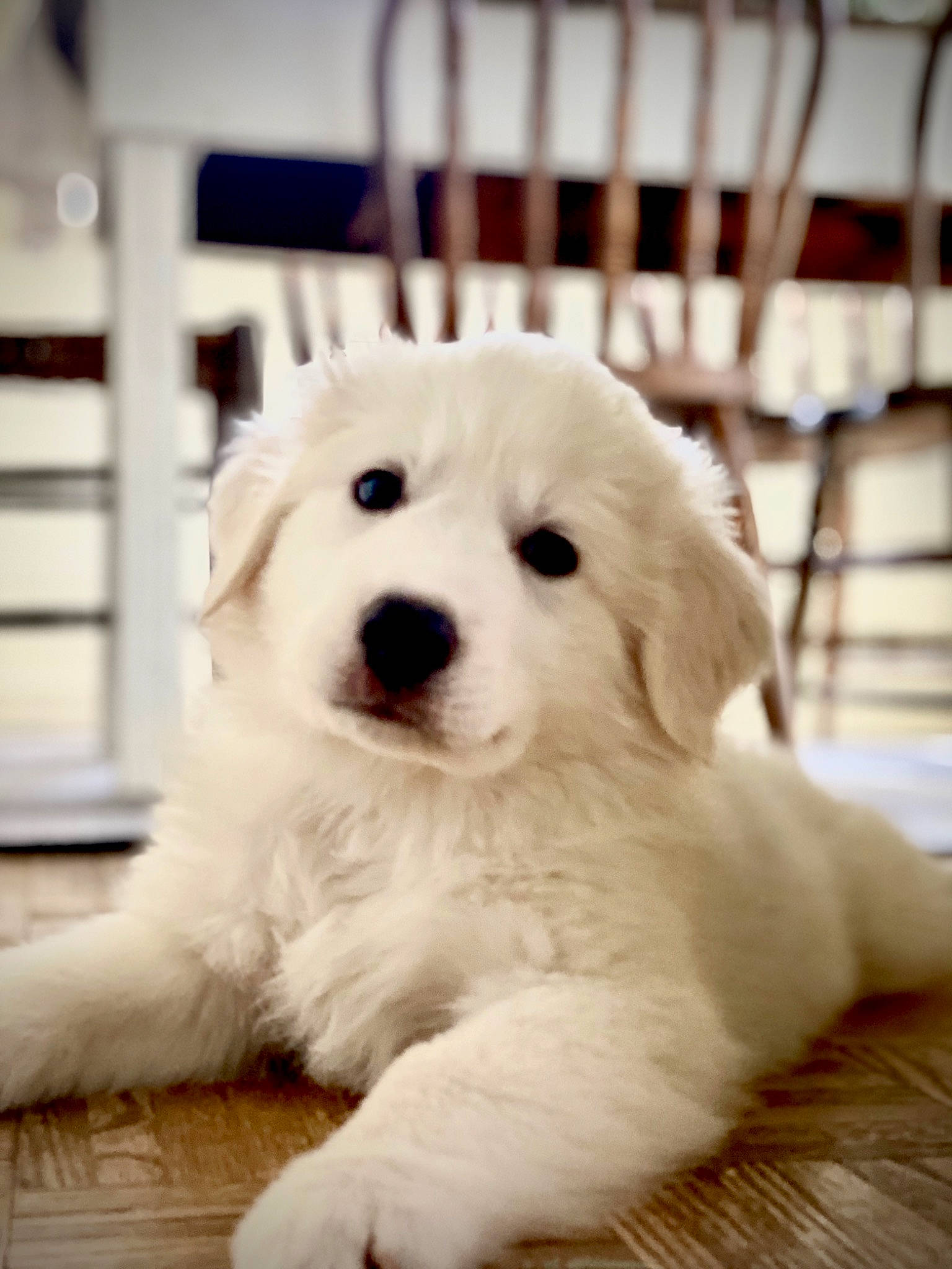 Barkley joined the competition — help win amazing prizes! canidae, carnivore, companion_dog, dog, dog_breed, fur, mammal, non_sporting_group, pet_supply, puppy, snout, sporting_group, tongue, toy_dog, wood_flooring, working_animal, working_dog