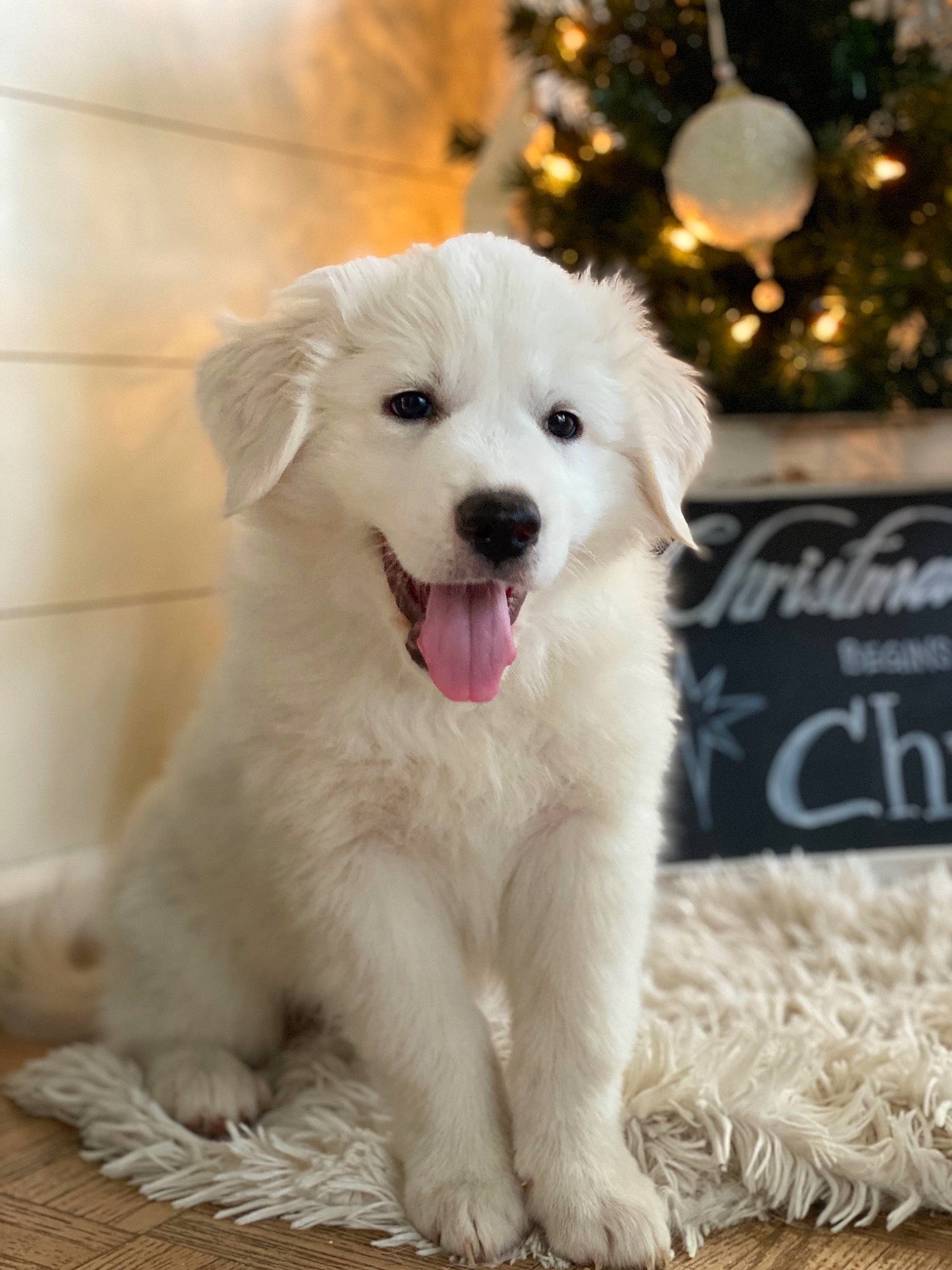 Barkley is registered to the contest to win money with this photo: canidae, carnivore, christmas, christmas_decoration, christmas_eve, christmas_lights, christmas_tree, companion_dog, dog, dog_breed, fur, holiday, non_sporting_group, ornament, puppy, snout, sporting_group, tongue, whiskers, working_animal