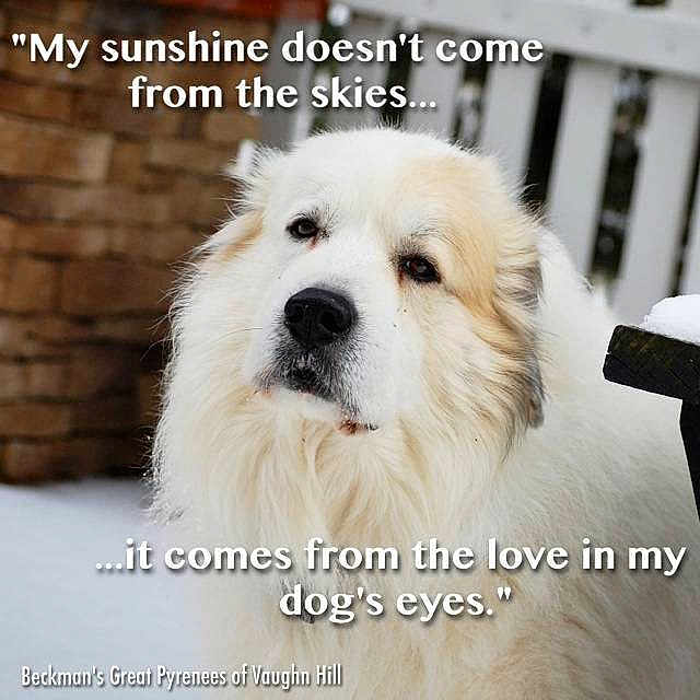 Mr Bojangles