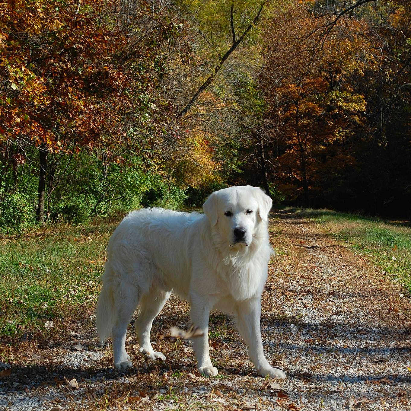 Sampson