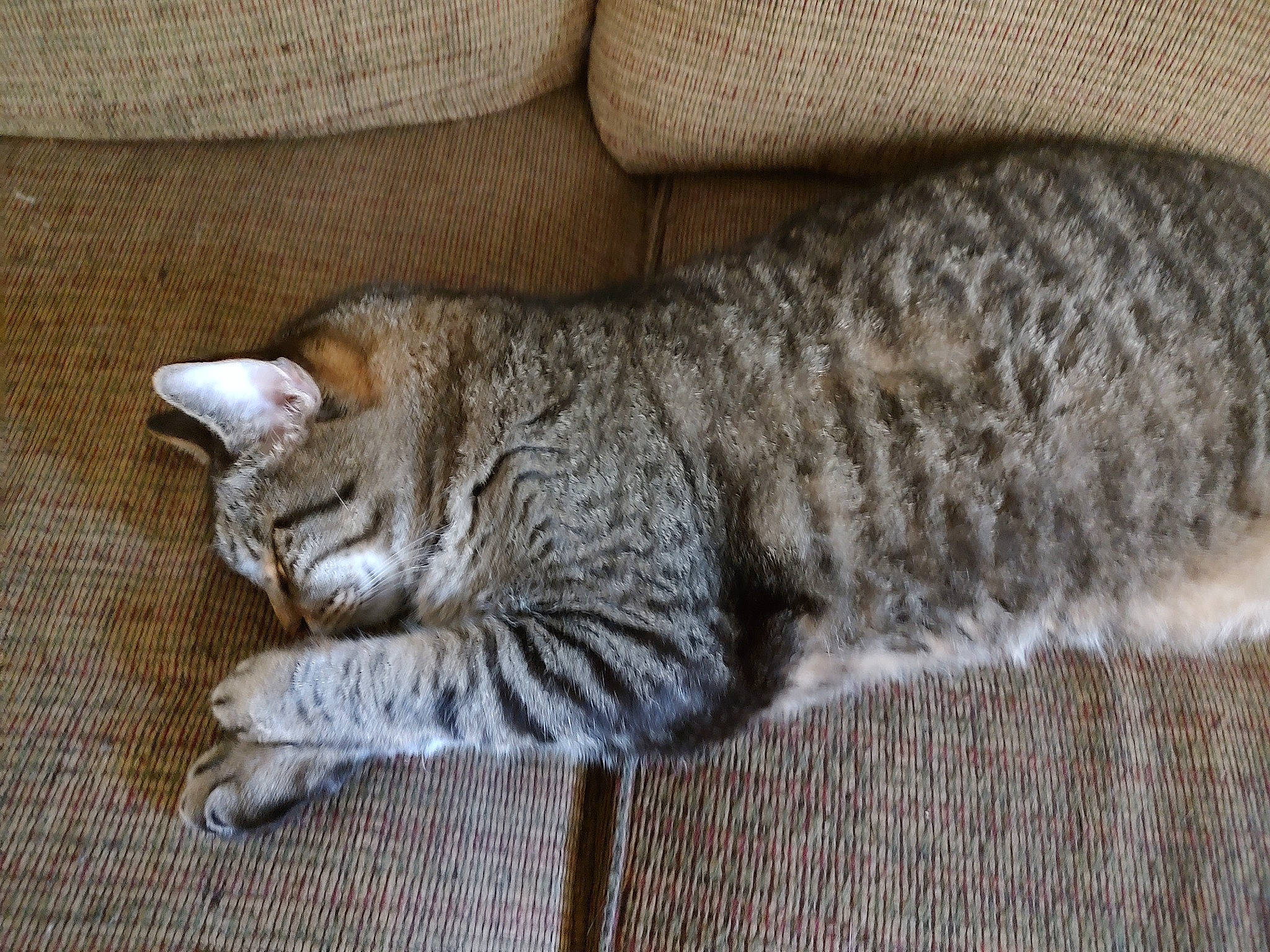 Sami is registered to the contest to win money with this photo: carnivore, cat, claw, comfort, couch, domestic_short_haired_cat, felidae, fur, grey, nap, paw, small_to_medium_sized_cats, tail, terrestrial_animal, whiskers, wood