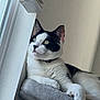 cat, black_and_white, indoor, window, perch, feline, relaxed, soft_fur, green_eyes, light, natural_light, resting, pet, animal, closeup, whiskers, collar, gray_perch, quiet, contemplative