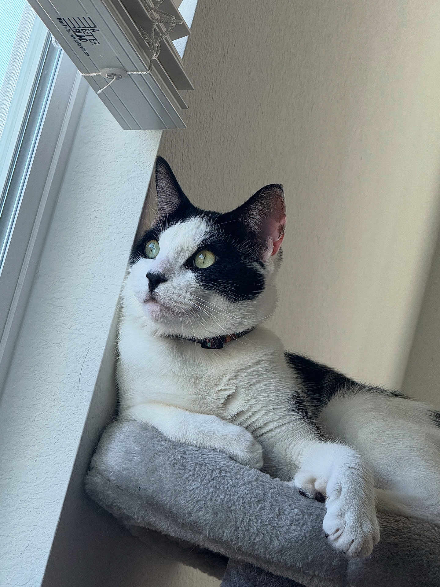 Rowen joined the competition — help win amazing prizes! cat, black_and_white, indoor, window, perch, feline, relaxed, soft_fur, green_eyes, light, natural_light, resting, pet, animal, closeup, whiskers, collar, gray_perch, quiet, contemplative
