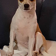 Tootsy Monroe is registered to the contest to win money with this photo: dog, small_dog, sitting, couch, blanket, white_blanket, ears, pet, animal, indoor, furniture, looking_at_camera, brown_and_white, calm, paw, tail, close_up, companion, domestic_animal, resting