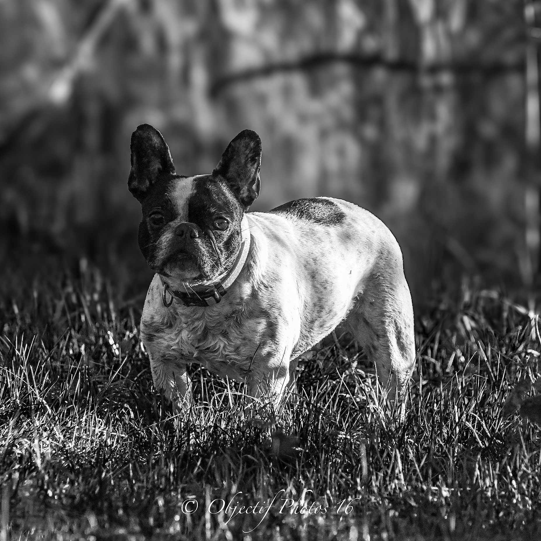 Coccinelle a rejoint le concours — aidez-le/la à gagner de superbes lots ! alert, animal, black_and_white, canine, closeup, collar, daylight, dog, ears, field, french_bulldog, fur, grass, mammal, nature, outdoor, pet, portrait, standing, sunlight