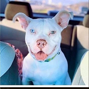 Mia is registered to the contest to win money with this photo: american_bulldog, american_pit_bull_terrier, ancient_dog_breeds, bull_and_terrier, canidae, carnivore, companion_dog, cordoba_fighting_dog, dog, dog_breed, french_bulldog, mammal, non_sporting_group, nose, pit_bull, puppy, rare_breed_dog, snout, staffordshire_bull_terrier, vertebrate