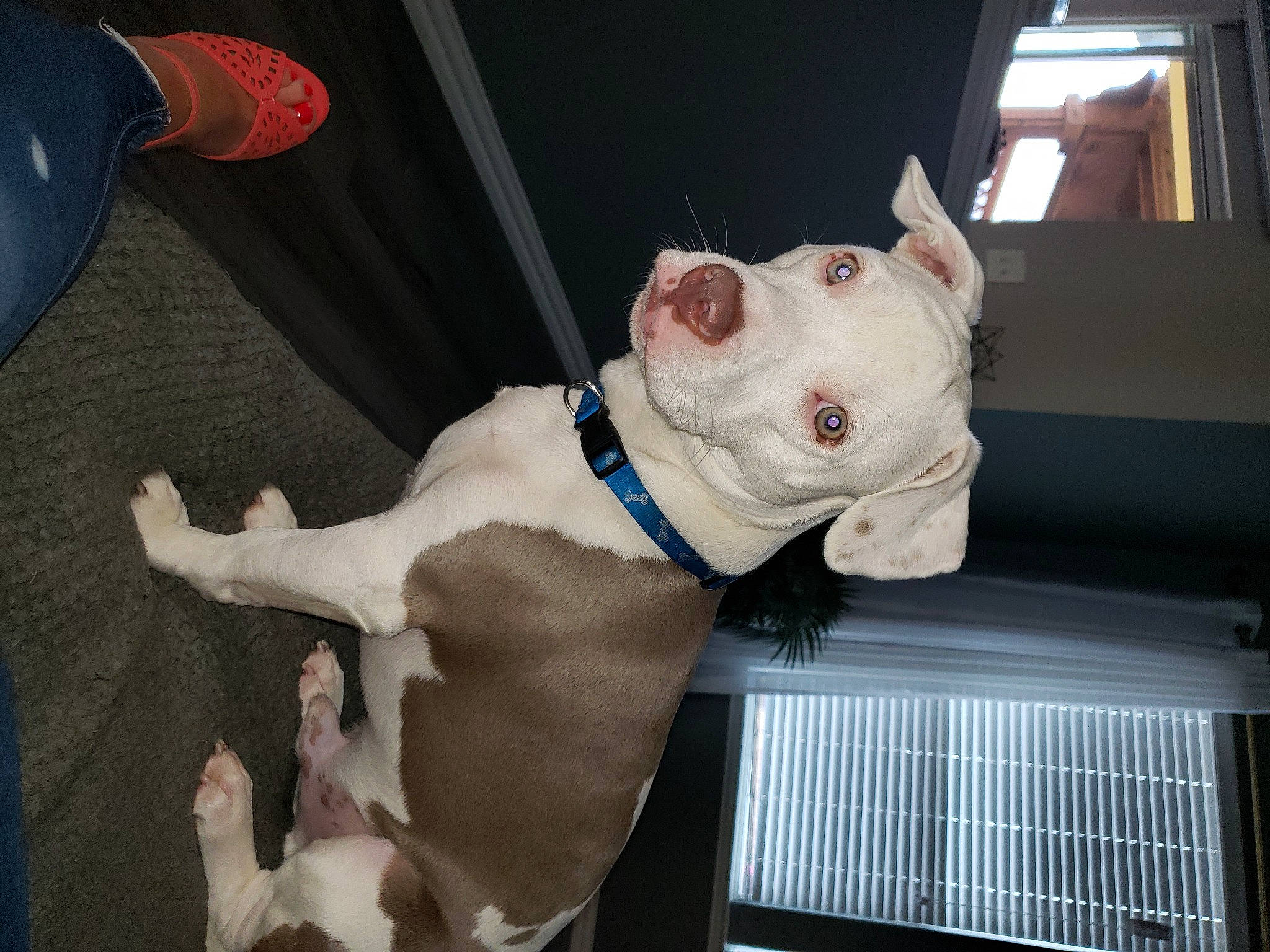 Jackson is registered to the contest to win money with this photo: american_bulldog, american_pit_bull_terrier, australian_bulldog, canidae, carnivore, dog, dog_breed, ear, fawn, mammal, non_sporting_group, nose, old_english_bulldog, olde_english_bulldogge, pit_bull, puppy, rare_breed_dog, snout, valley_bulldog, vertebrate