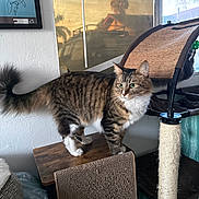 Chandler Bonks is registered to the contest to win money with this photo: cat, tabby_cat, indoor, scratching_post, wooden_platform, cat_lounge, window, reflection, palm_tree, framed_picture, white_paws, fur, pet, animal, feline, domestic_cat, standing, curiosity, cozy, home