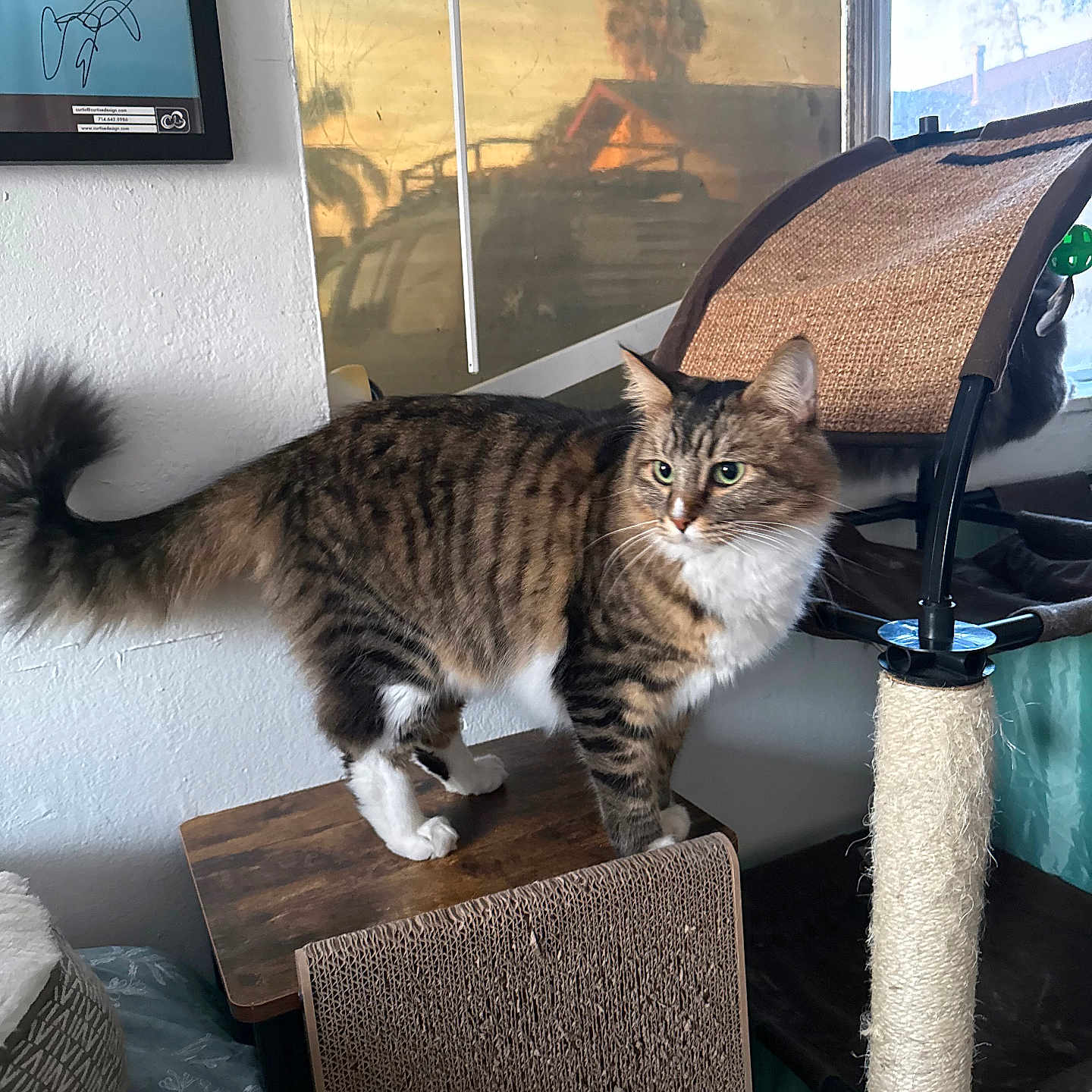 Chandler Bonks is registered to the contest to win money with this photo: cat, tabby_cat, indoor, scratching_post, wooden_platform, cat_lounge, window, reflection, palm_tree, framed_picture, white_paws, fur, pet, animal, feline, domestic_cat, standing, curiosity, cozy, home