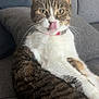 Minou a rejoint le concours — aidez-le/la à gagner de superbes lots ! animal, cat, close_up, collar, couch, cute, domestic_animal, ears, feline, fur, indoor, licking, pet, pillow, relaxed, resting, tabby, tongue_out, whiskers, white_fur